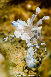 Taken at Police Pier in Lembeh Strait. The Guides were te... by Thomas Ozanne 